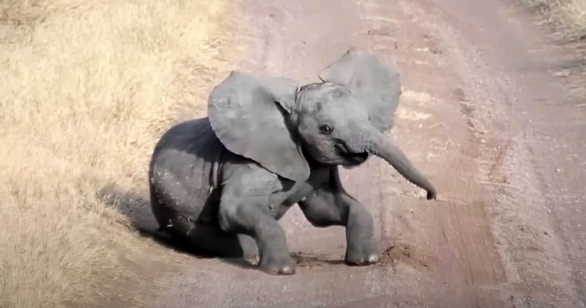baby elephant falls over and has temper trantrum