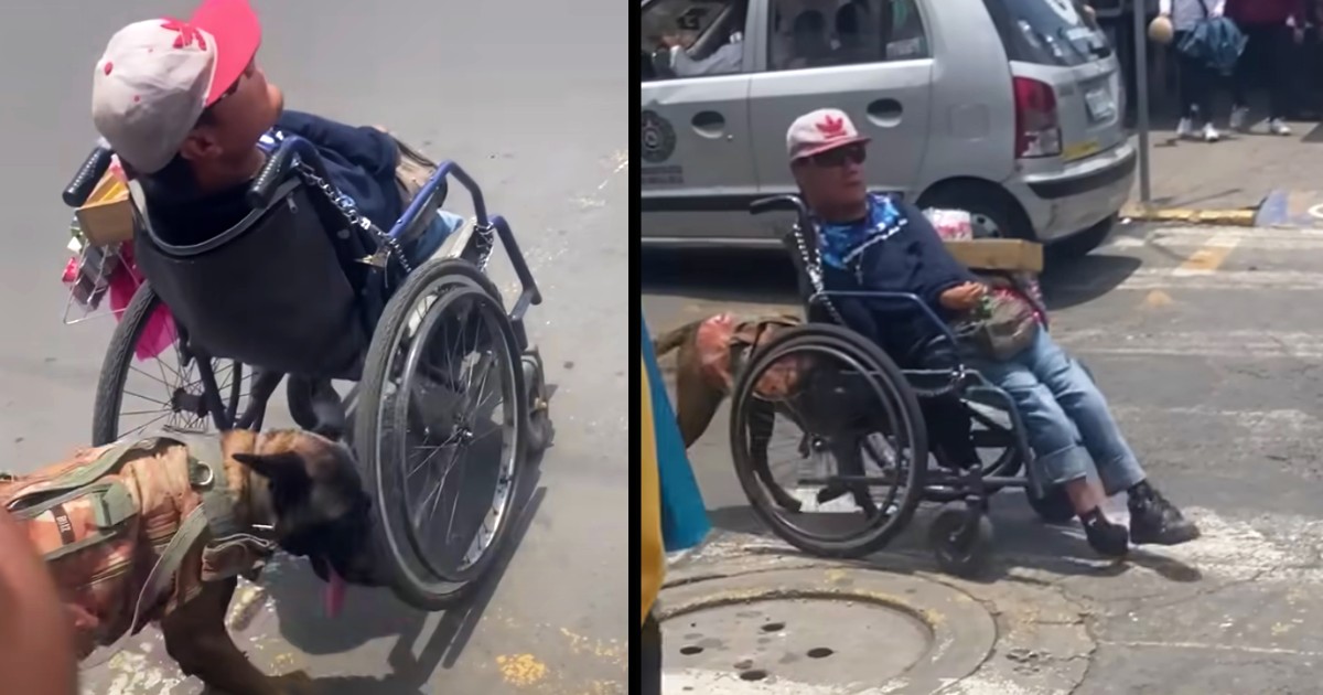 Loyalty Of Dog Who Pushes Owner's Wheelchair Goes Viral