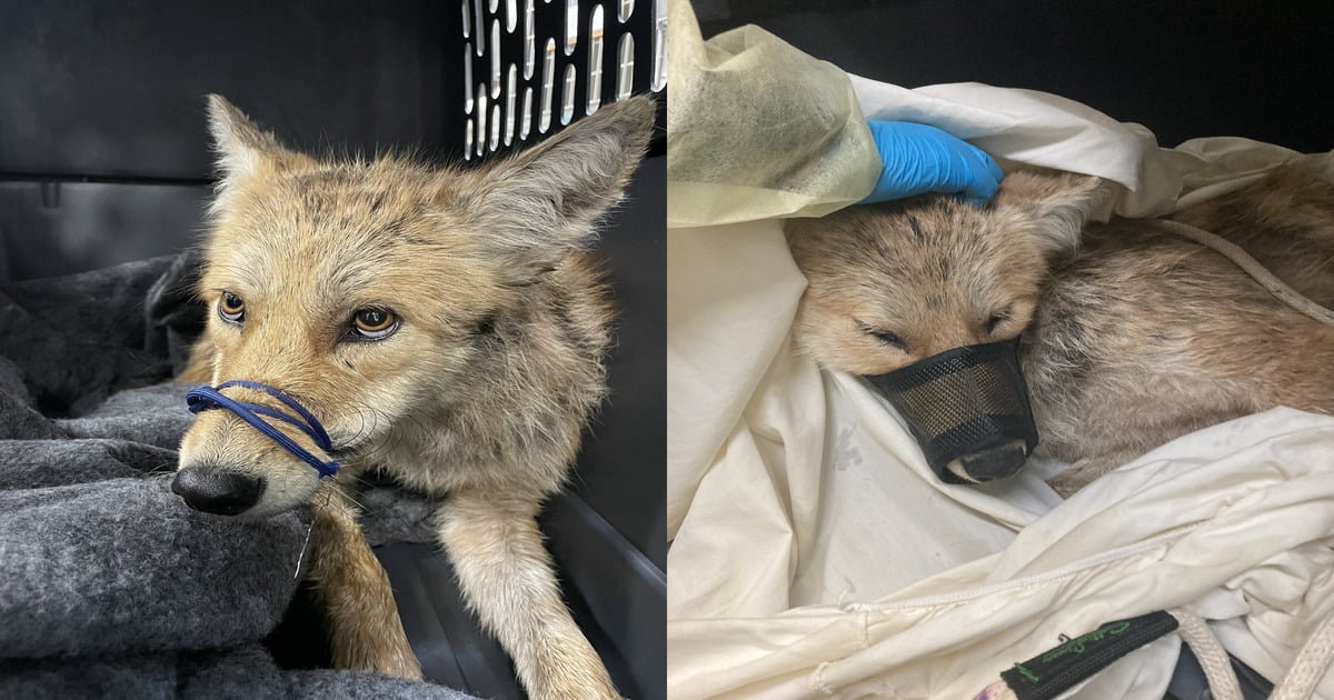 coyote NYD officers saved from river