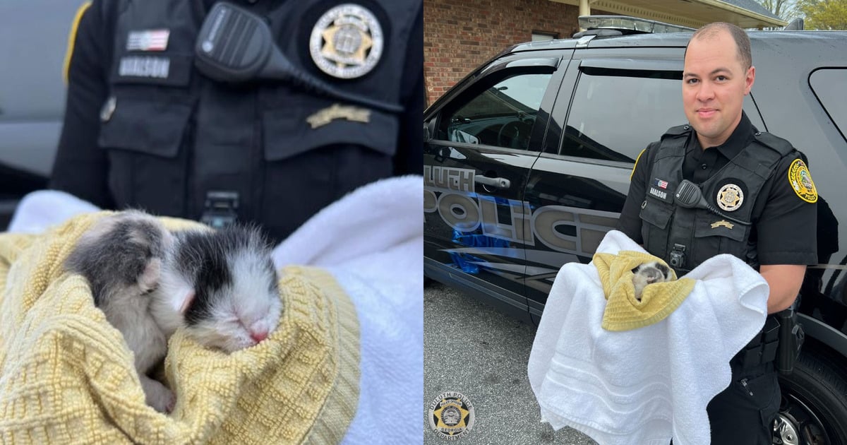 kittens tossed from car vehicle