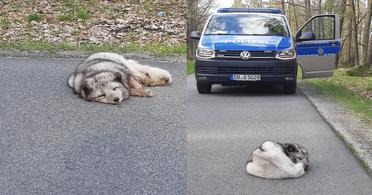 escaped polar fox found sleeping in the middle of a road