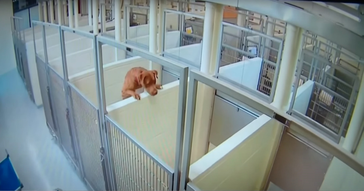 dog climbs over wall to be with friend