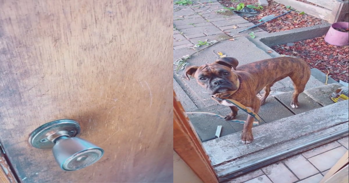 dog "knocks' at neighbor's door