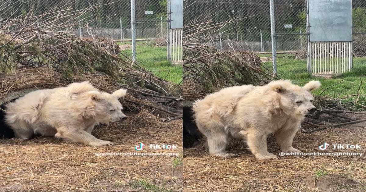 bear hilarious emerges from cave