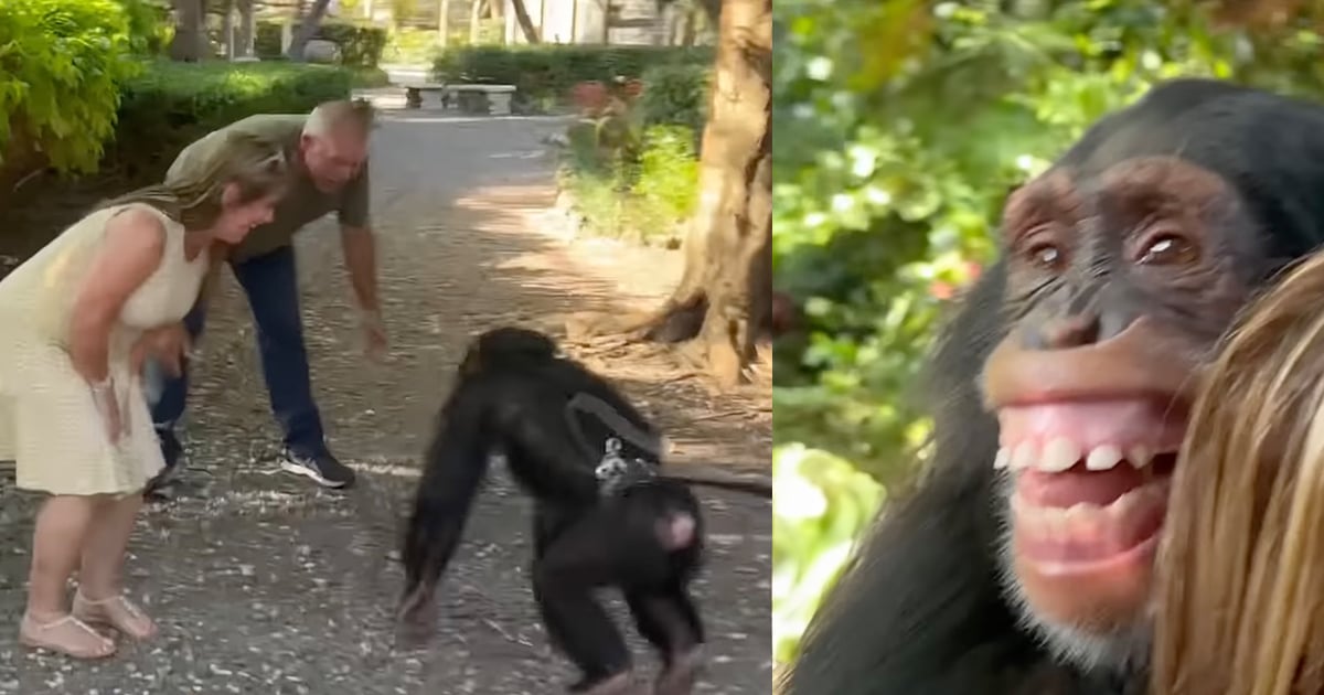 rescue chimp reunites with caregivers after seven years
