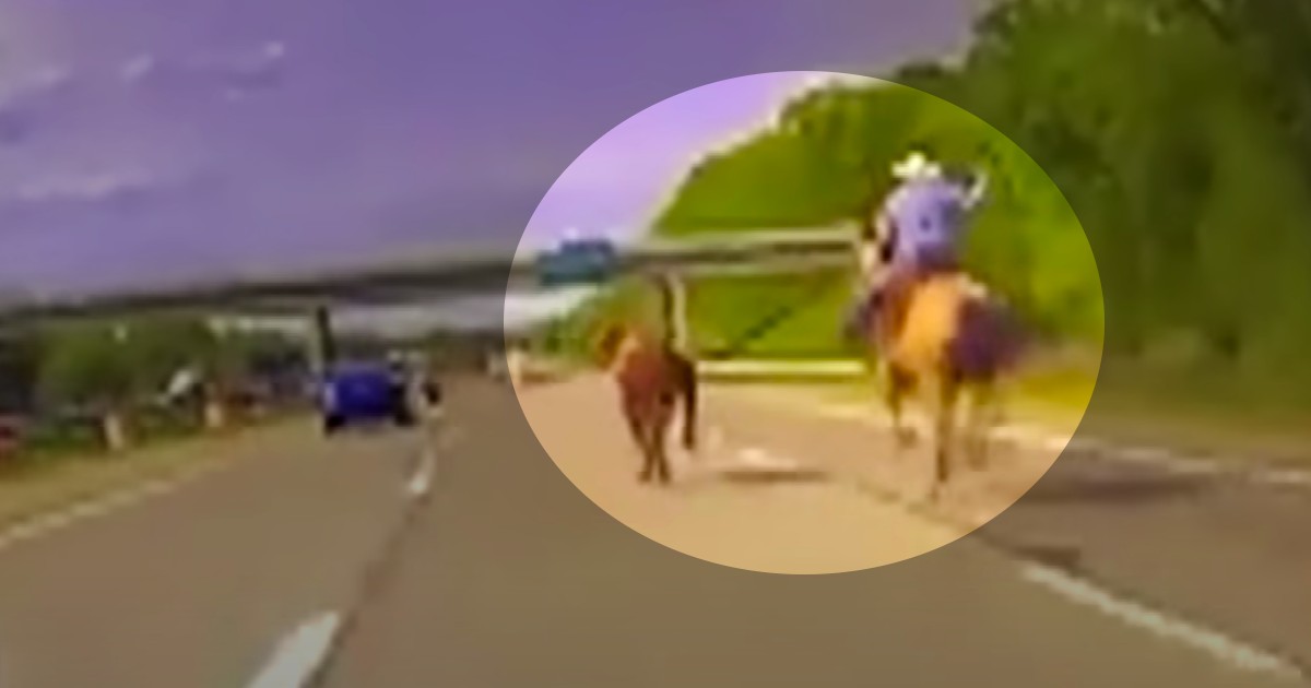 cow loose on michigan highway cowboy to the rescue