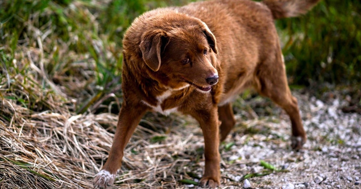 world's oldest dog bobi
