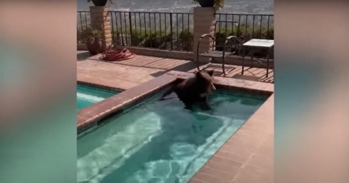 bear found relaxing in pool