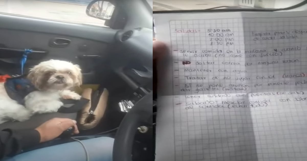 dog left in taxi with set of instructions