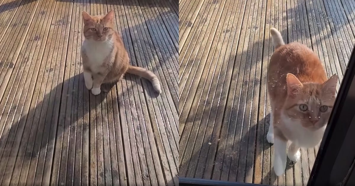 cat fakes hurt paw to get back indoors