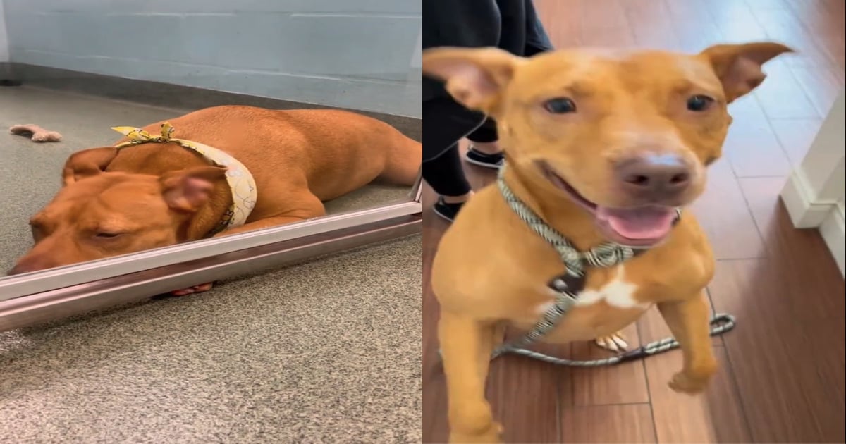 shelter posts heartbreaking video of dog waiting for home