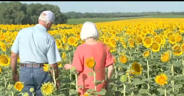 Farmer Plants 80 Acres of Sunflowers to Gift Wife on 50th Wedding Anniversary