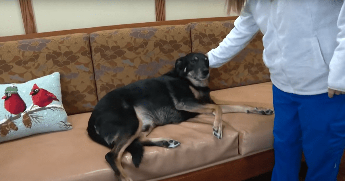 dog sneaks out of shelter and into a nursing home