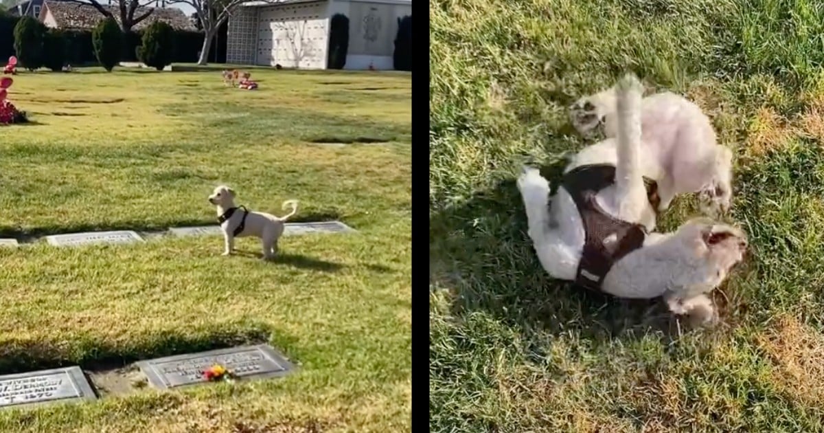 dog finds grave