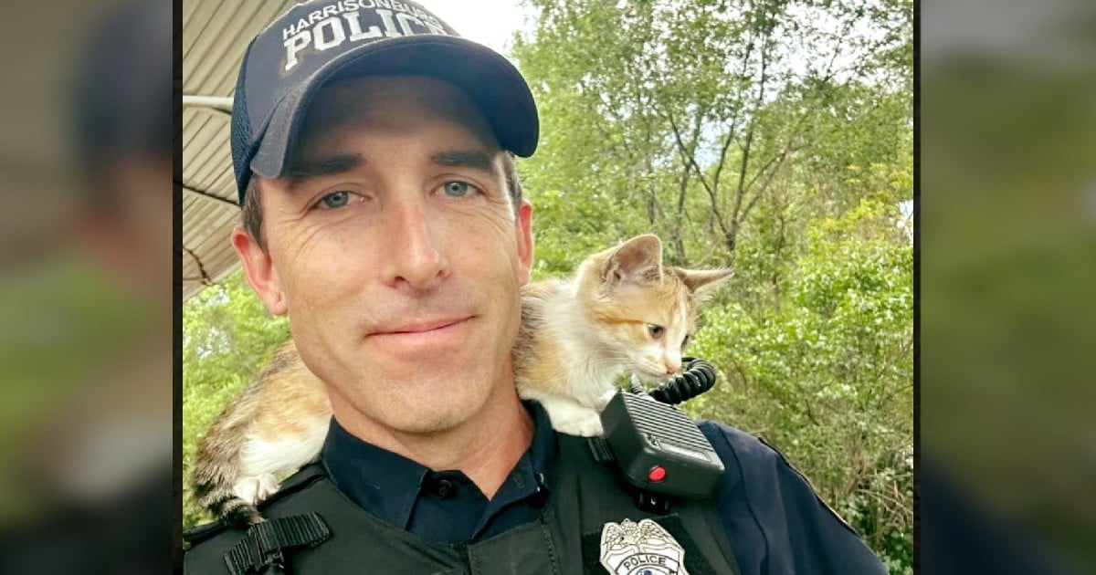 officer adopted kitten