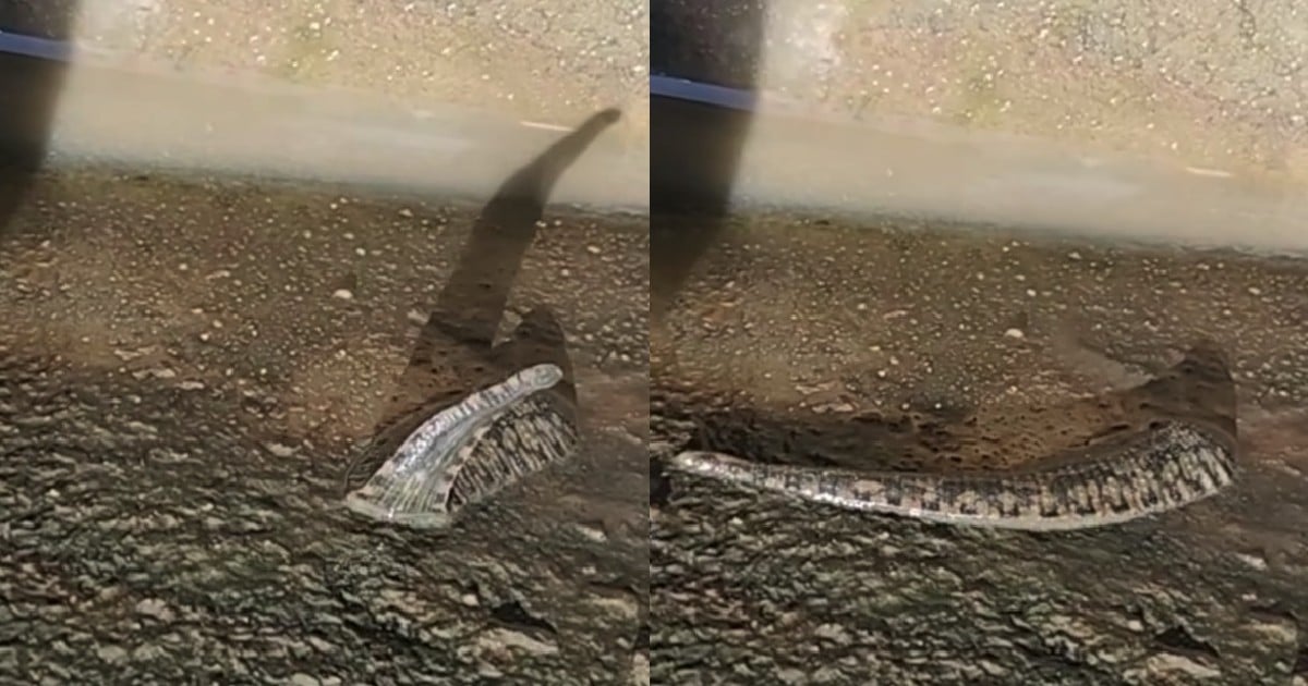 wildlife posts video of turtle leech on facebook page