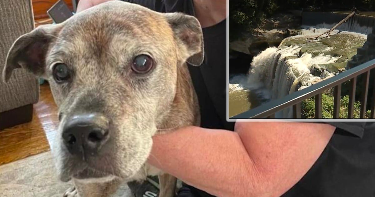 dog saved from river