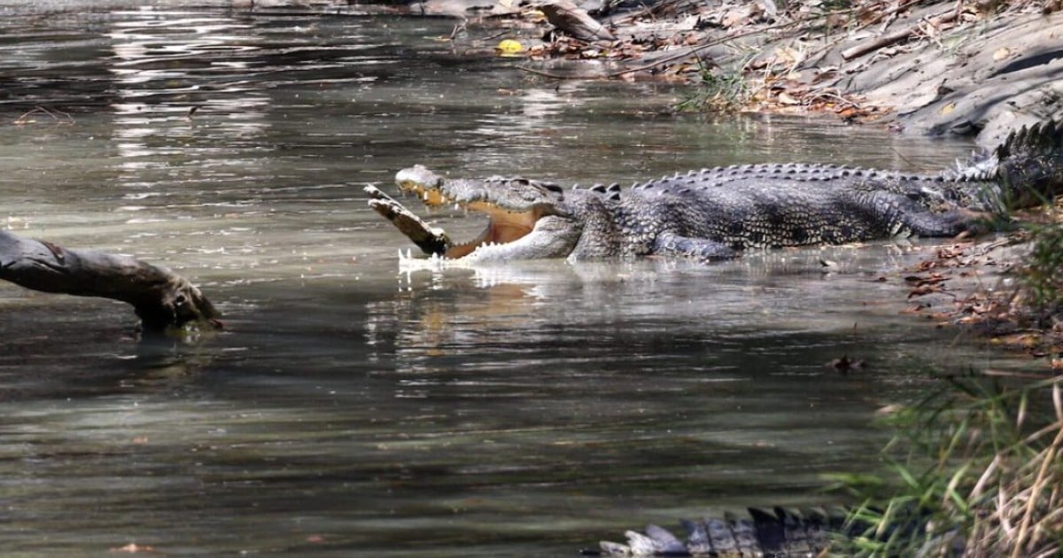 man freed himself from crocodile after biting it back
