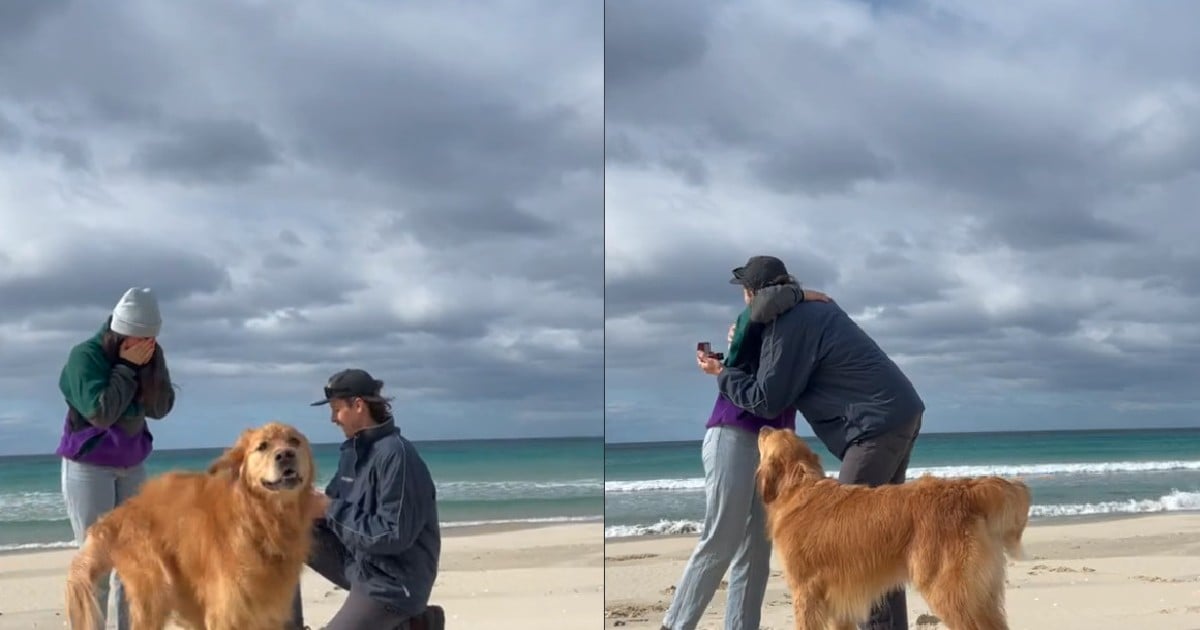 a golden retriever got the zoomies during a marriage proposal