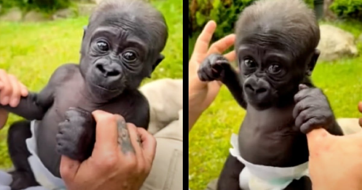 baby gorilla kaius