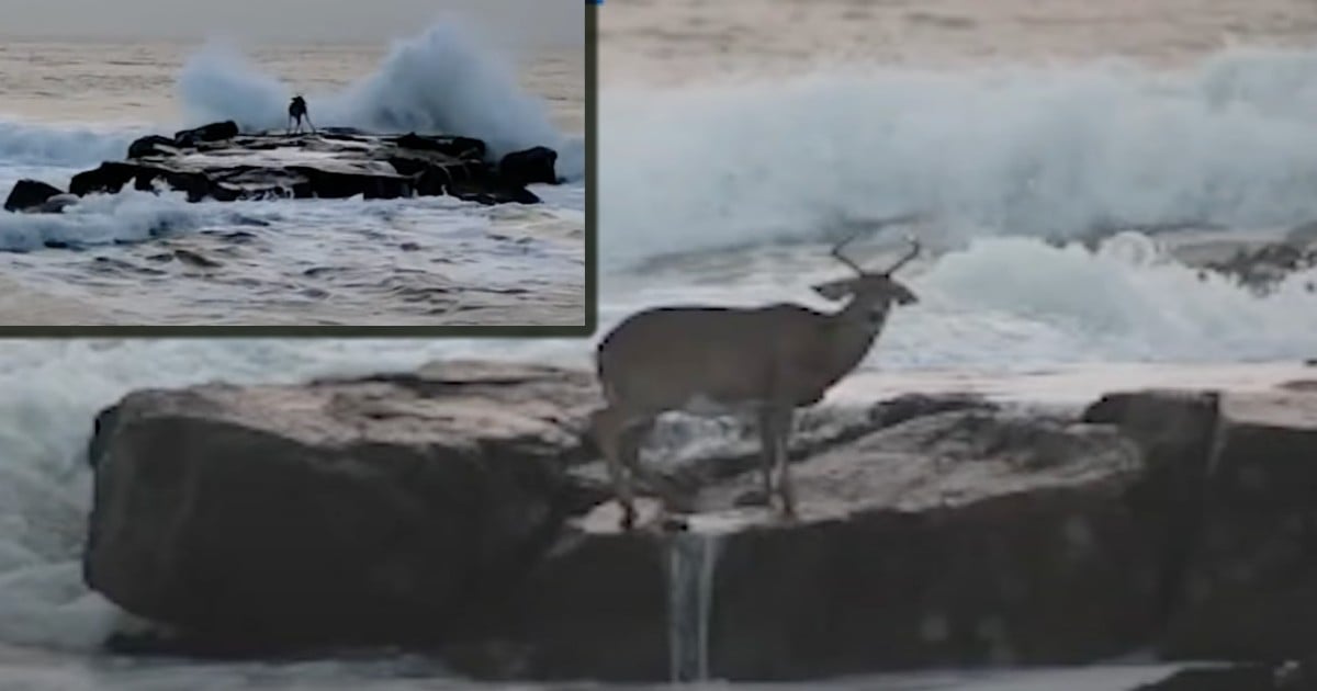 surfer rescued deer