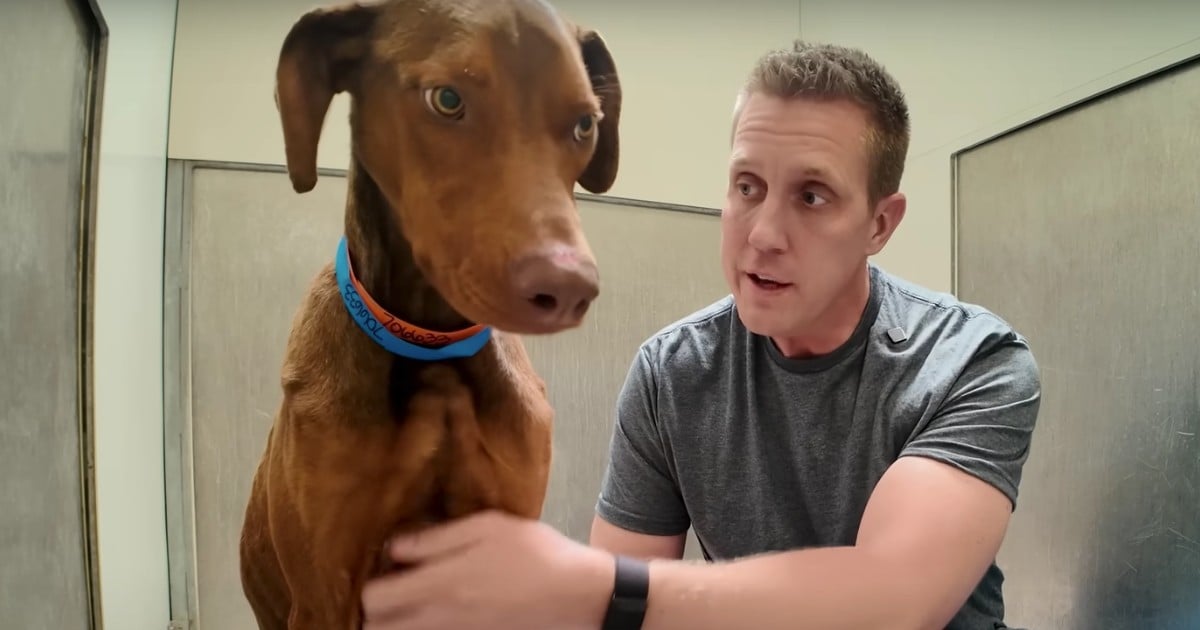 emaciated dog hears "good boy" and has the sweetest reaction