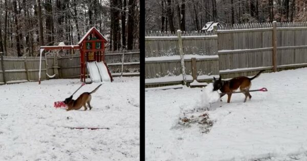 Not Only Does He Fight Crime But This Vermont Police Dog Shovels Snow, Too
