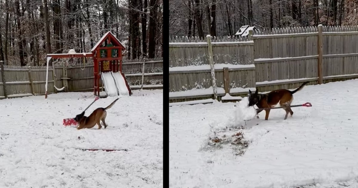 police dog shovels snow in vermont