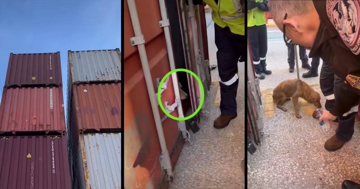 dog trapped in shipping container