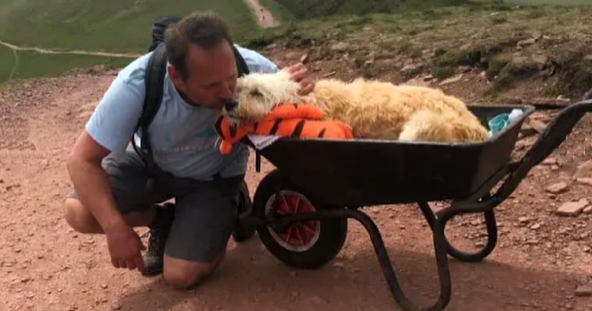 dog in wheelbarrow