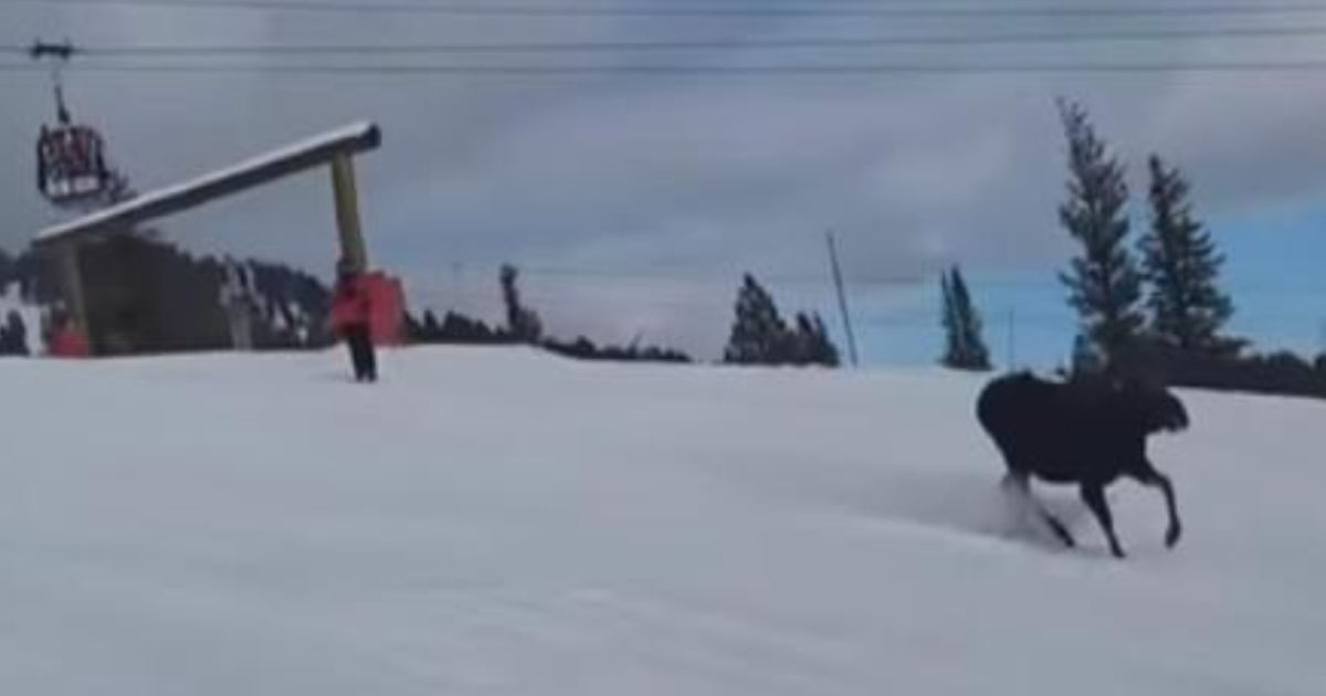 moose chasing skiers
